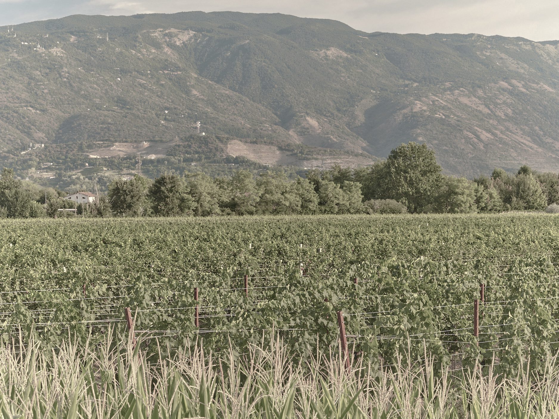 Filari di viti e montagne sullo sfondo nella nostra azienda agricola di Sacile, Pordenone